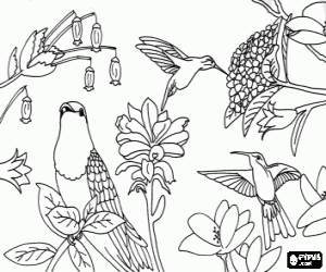 Pintar Bells ocells entre les flors