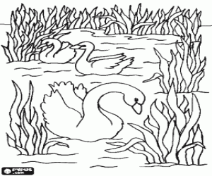 Pintar Cignes nedant tranquil�lament entre les plantes aqu�tiques