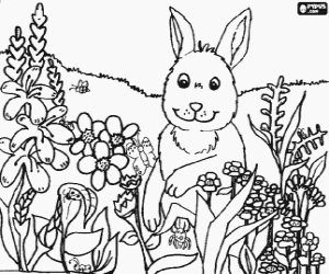Pintar Conill entre les flors i els insectes del camp a la primavera