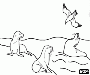 Pintar Grup dels foques observant una gavina