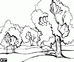 Pintar Paisatge d'una plana amb grans arbres