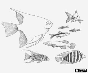 Pintar Peixos de diferents esp�cies i mides