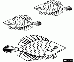 Pintar Peixos ratllats amb grans aletes