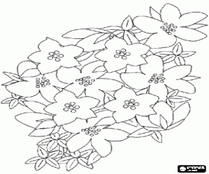 Pintar Planta de flors comestible, una mena de saxifraga porpra o lila