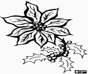 Pintar Planta de poinsetia amb unes branques de gr�vol amb els seus fruits