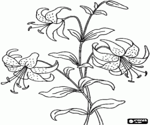 Pintar Precioses flors, un lliri del prat amb les seves flors en forma de campanes