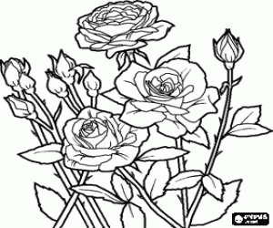 Pintar Roses obertes i capolls de rosa en un roser