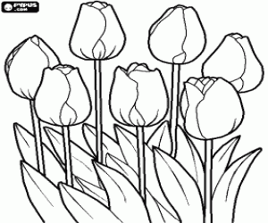 Pintar Tulipans en el camp