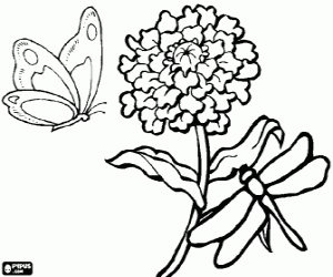 Pintar Un crisantem amb una lib�l�lula i una papallona