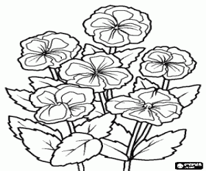 Pintar Violetes o violes, una planta ornamental amb flor utilitzada en els jardins