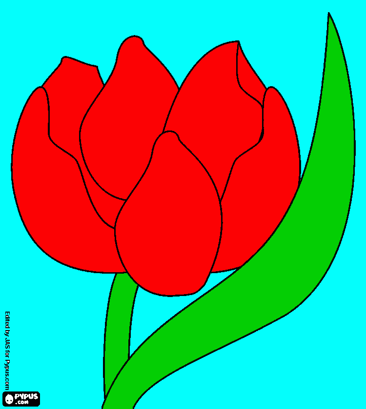 pinta amapola