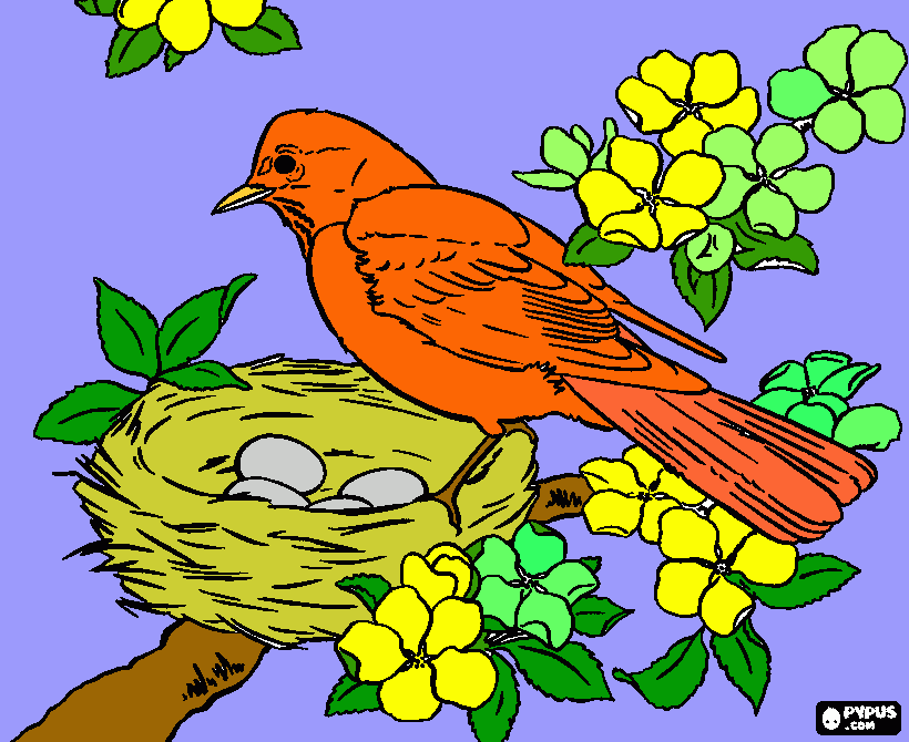 pinta Canari al seu niu
