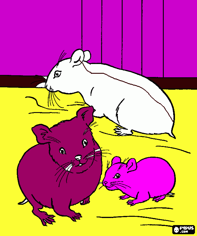 pinta La colla de hamster