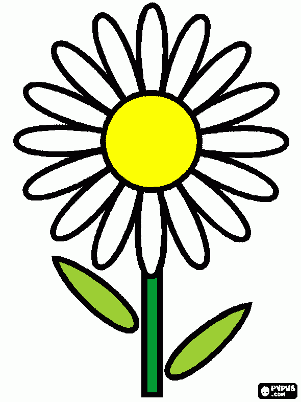 pinta margarida