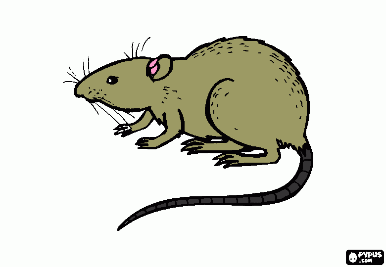 pinta rata