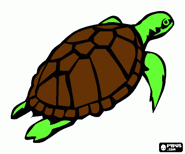 pinta tortuga marina