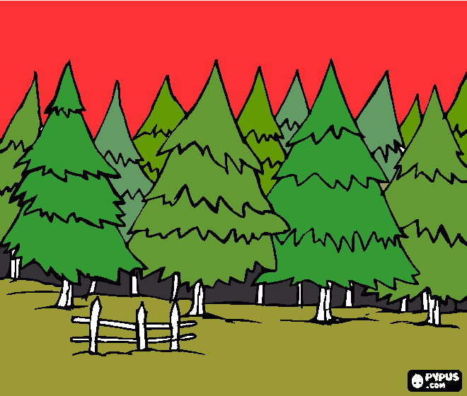 pinta un bosc d'avets