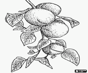 Pintar Alguns albercocs a l'arbre