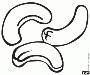 Pintar Els anacards, les llavors