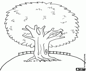 Pintar Un arbre de fulla perenne