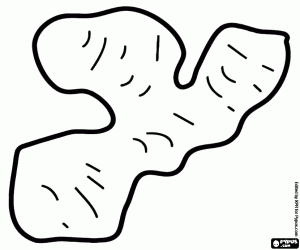 Pintar El gingebre, un rizoma