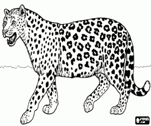 Pintar Jaguar