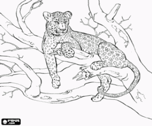 Pintar Un lleopard damunt l'arbre