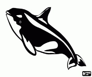 Pintar Orca, un cetaci