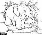 Elefant a la selva