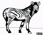 Zebra, animal salvatge
