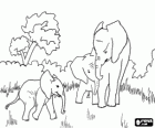 Família d'elefants en un clar de la selva