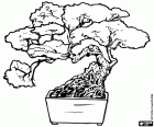 Arbre bonsai, arbre en miniatura en un safata segons l'art japonès del bonsai