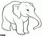 Elefant feliç