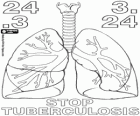 Dia mundial de la tuberculosi, 24 de març. Els pulmons