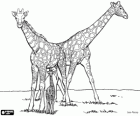 Família de girafes, girafes adults i girafa bebè