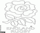 Logo de l'equip nacional de rugbi d'Anglaterra. Emblema, la rosa vermella