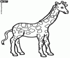 Una girafa bonica