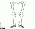 Els ossos de les cames d'un cos humà