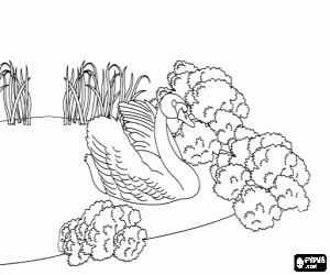 Pintar S'ha convertit en un cigne